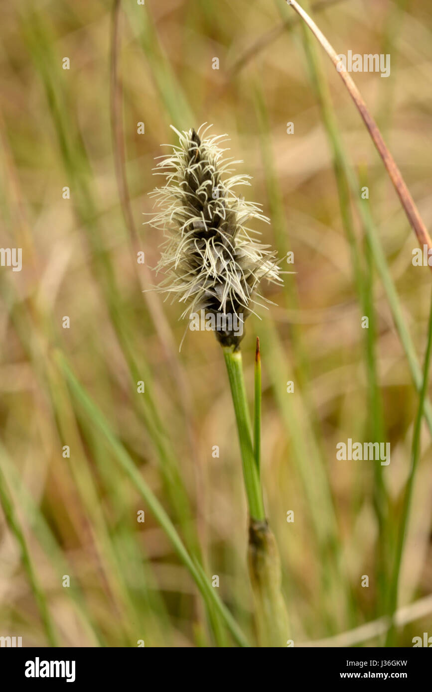 Hare's-tail Cottongrass, Eriophorum vaginatum Stock Photo
