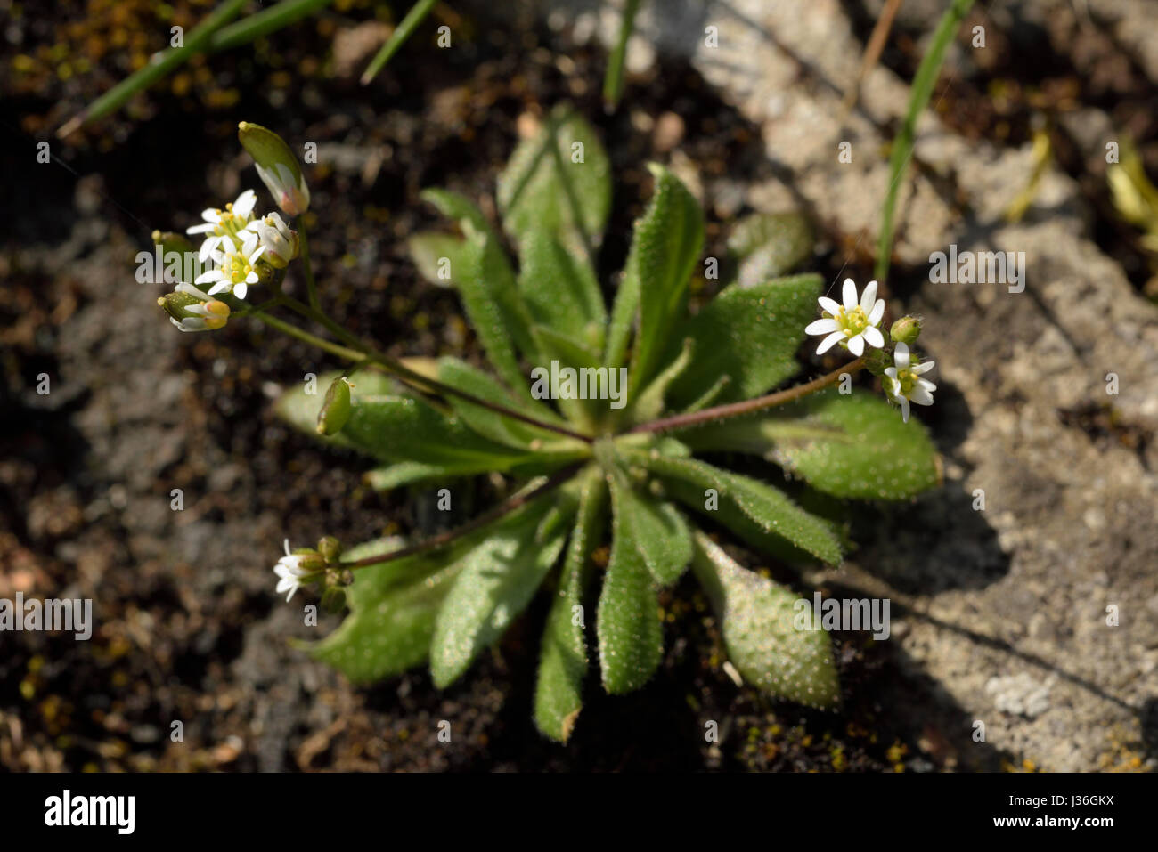 Common Whitlowgrass, Erophila verna s. s. Stock Photo