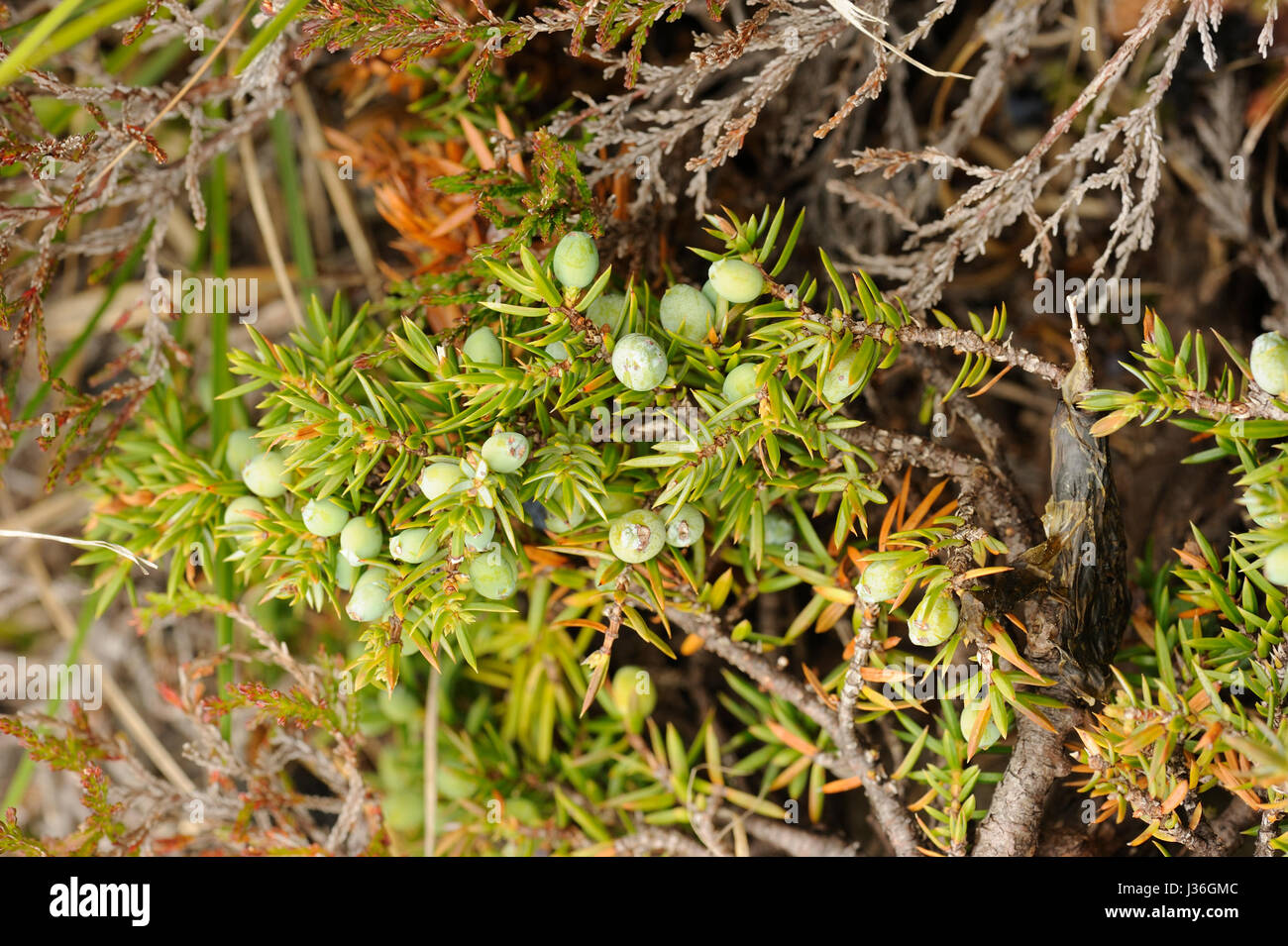 Juniper, Juniperus communis berries Stock Photo