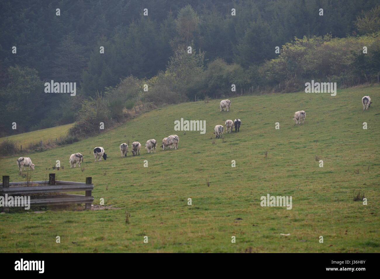 Cows on a green field Stock Photo - Alamy