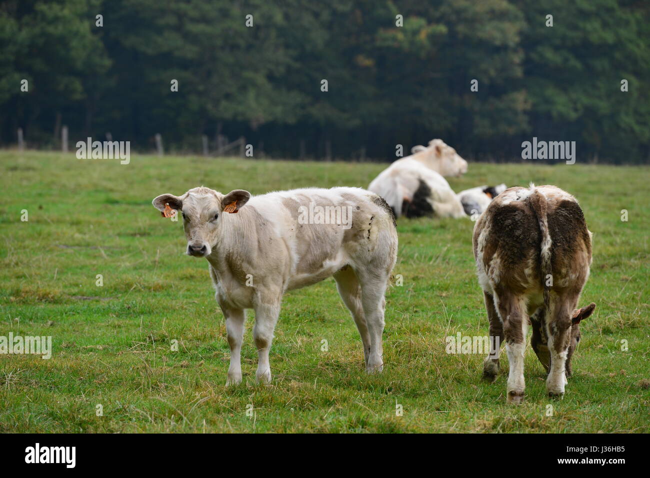 Cows on a green field Stock Photo - Alamy