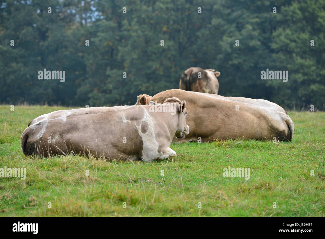 Cows on a green field Stock Photo - Alamy