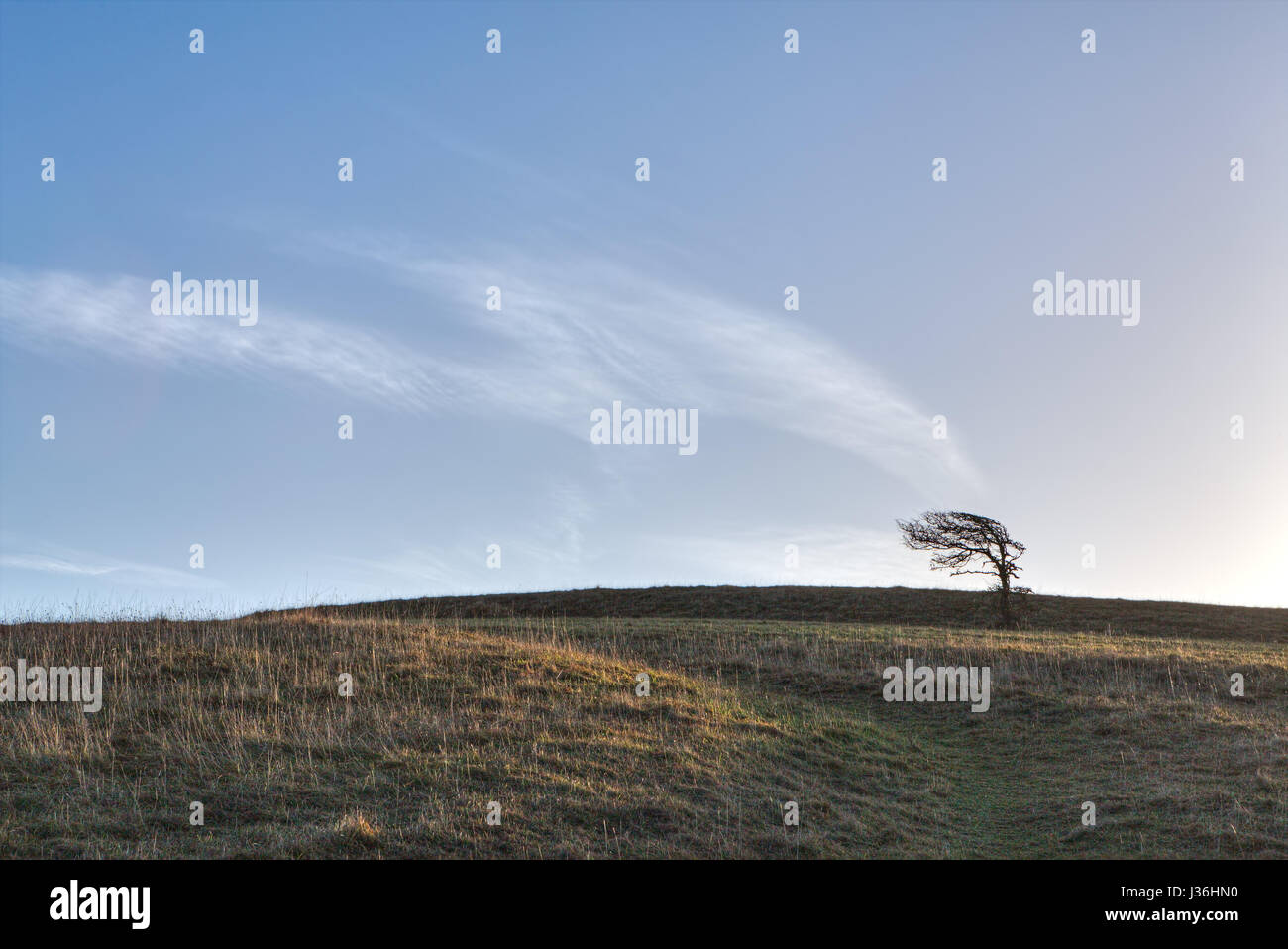 A solitary hilltop tree on the horizon in the distance bent by the wind with cloud patterns appearing to rise like smoke from the tree. Stock Photo