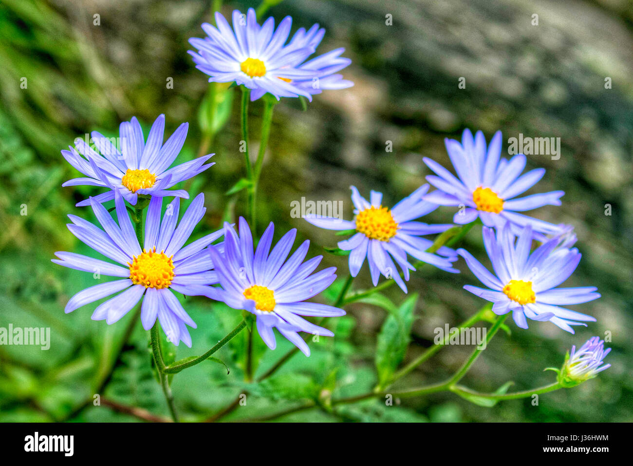Floral beauty of Great Himalayan National Park, Himachal Pradesh, India. Stock Photo