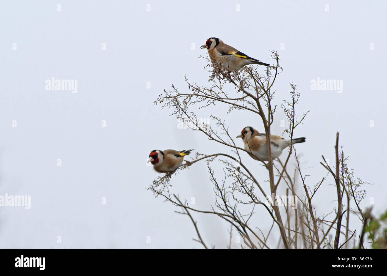 Goldfinches- Carduelis carduelis adult feeding  on seeds. Spring. Uk Stock Photo