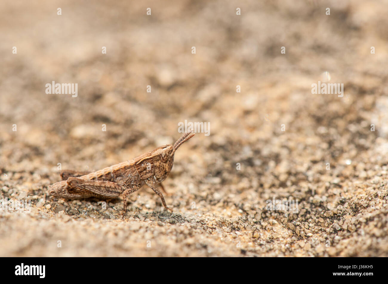 close-up view of a Common Groundhopper (Tetrix undulata) in the field Stock Photo