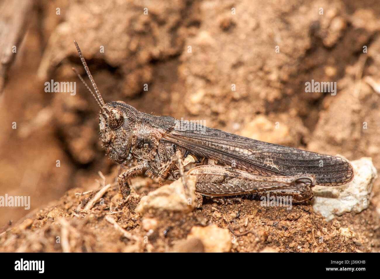 close-up view of a Common Groundhopper (Tetrix undulata) in the field Stock Photo