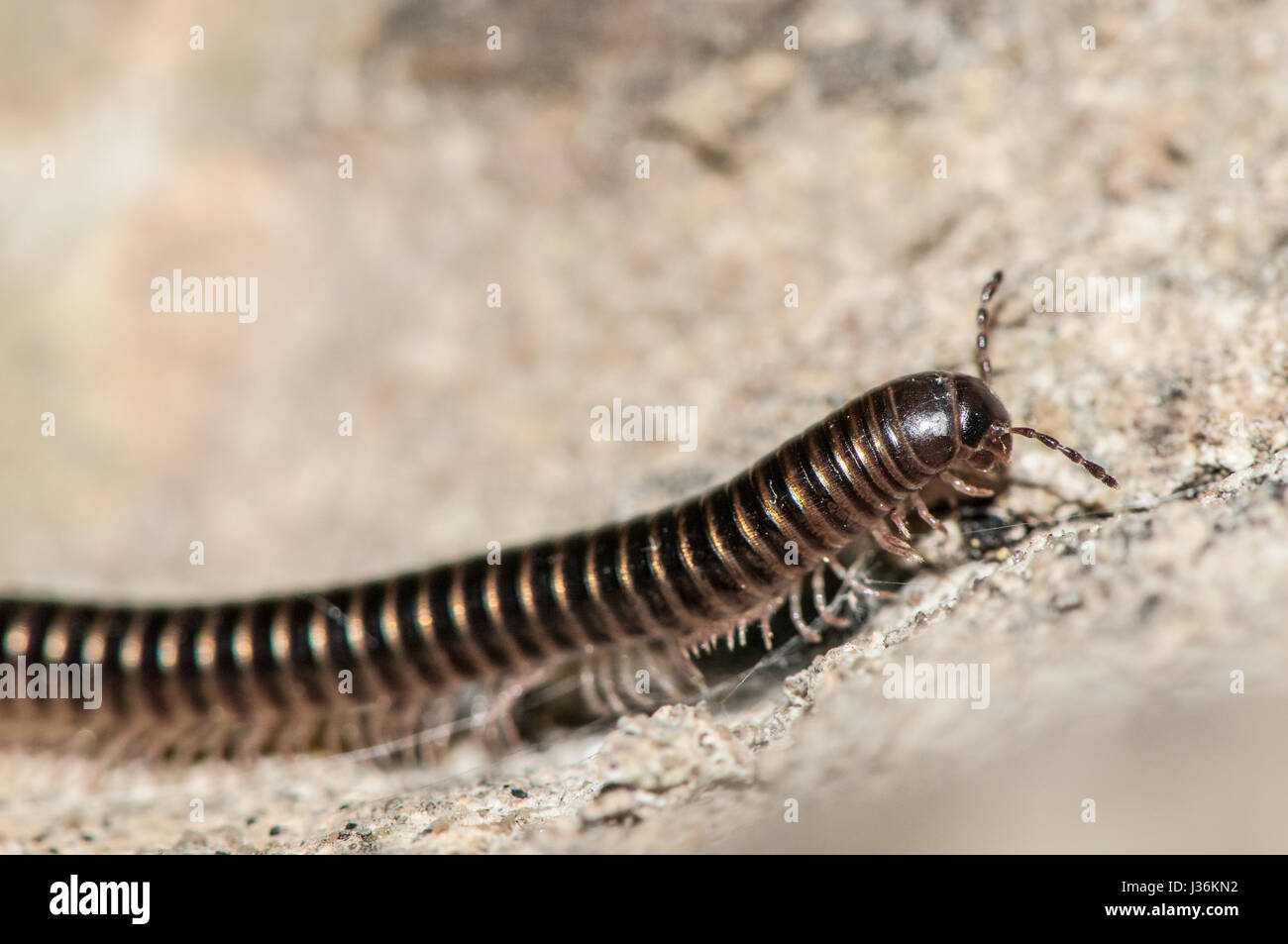 millipede (Julus terrestris) on a rock Stock Photo - Alamy