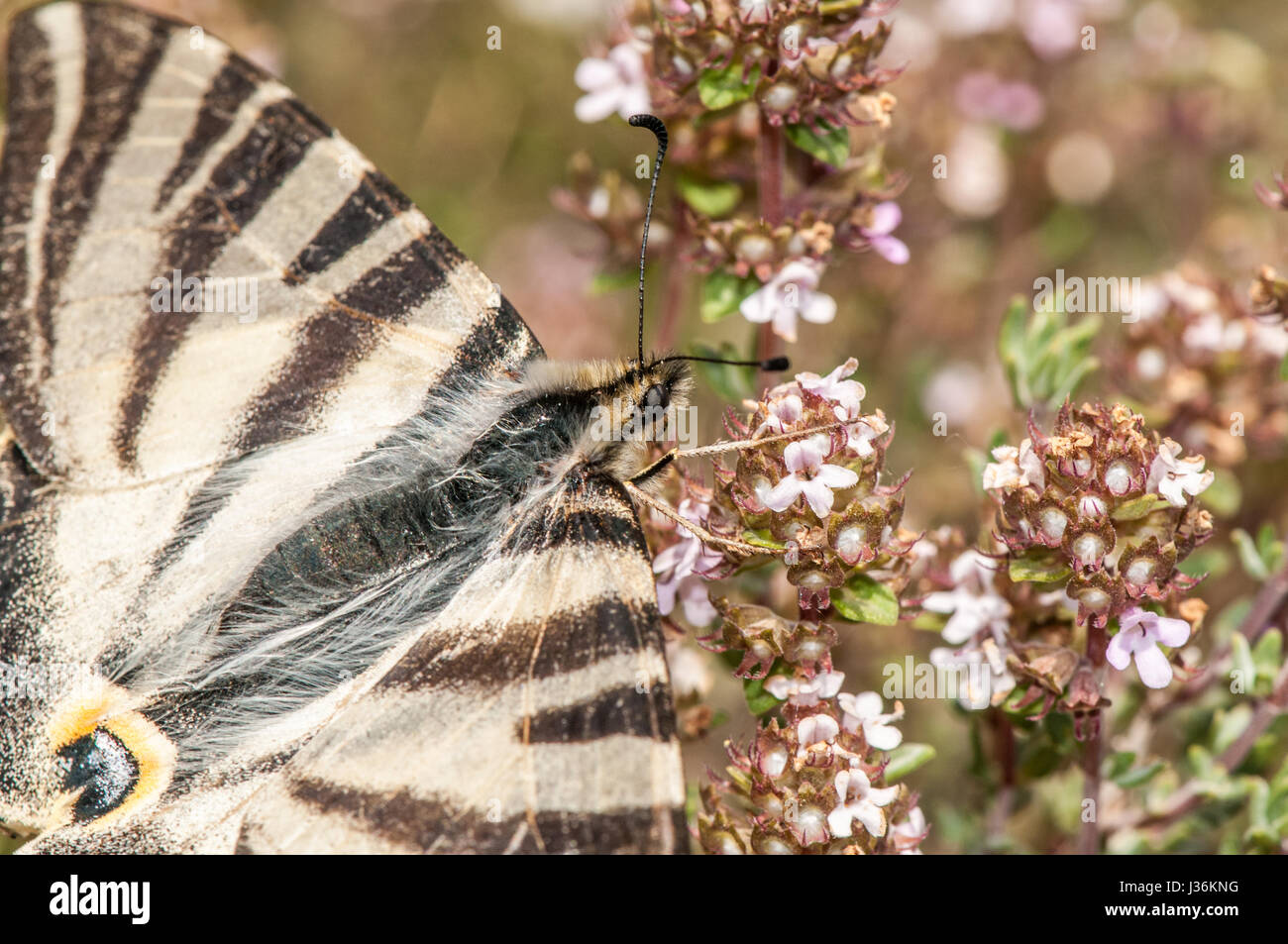 sail swallowtail (Iphiclides podalirius) Stock Photo