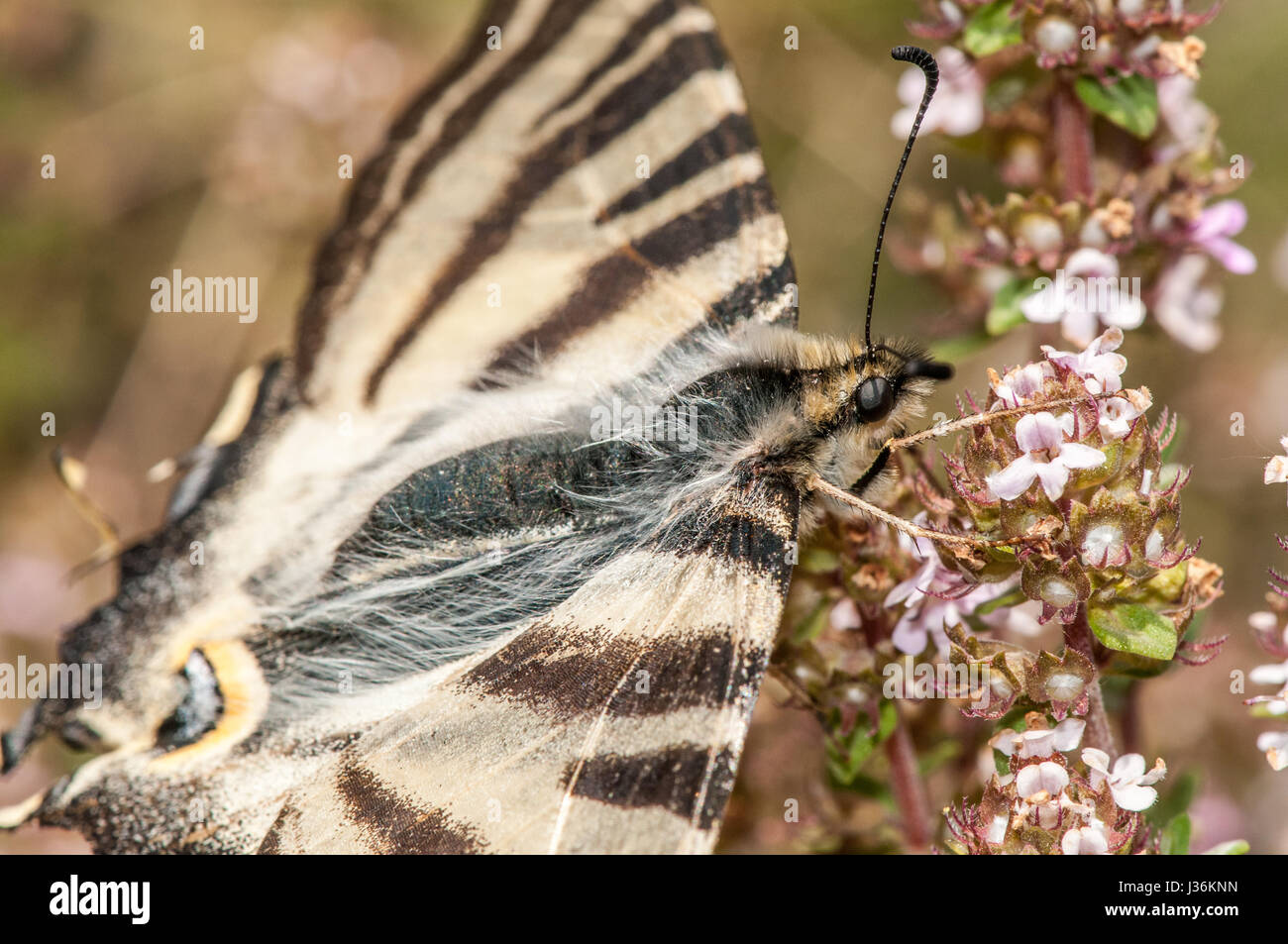 sail swallowtail (Iphiclides podalirius) Stock Photo