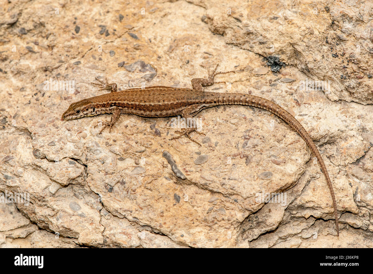 Iberian wall lizard (Podarcis hispanica) resting on a rock Stock Photo