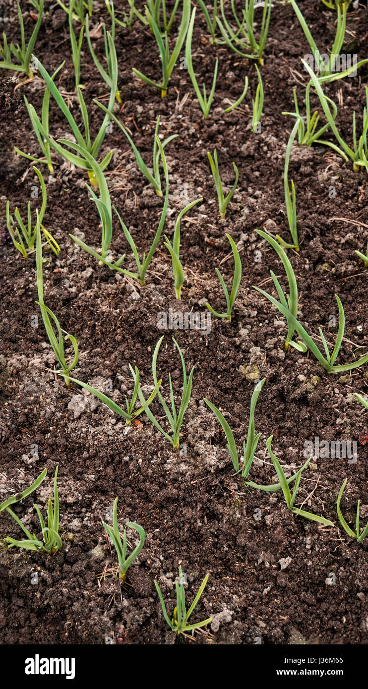 Young Green Garlic Growing In The Friable Black Soil In The Garden In 