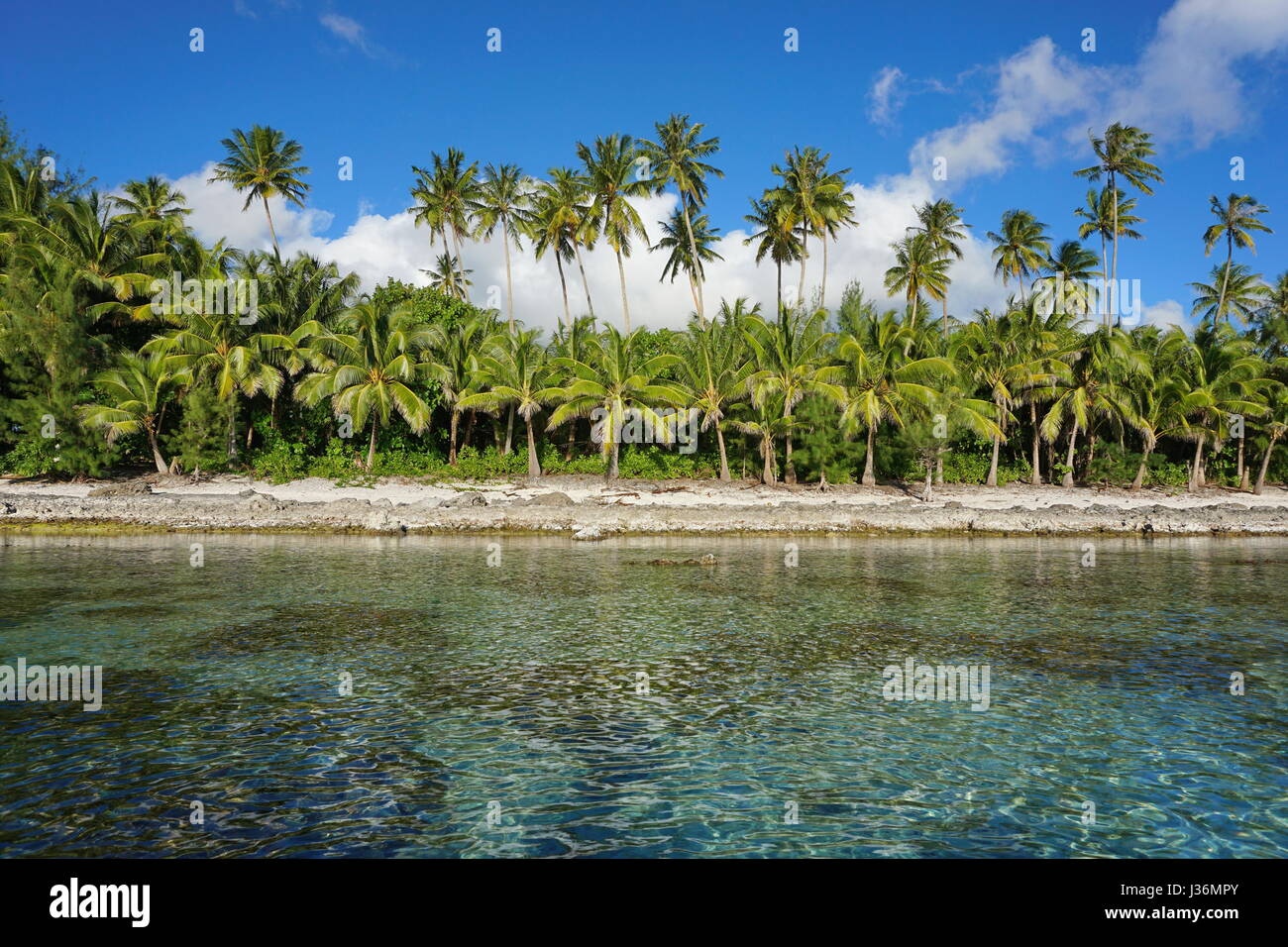 Tropical seashore, coconut palm trees on unspoiled coast of Huahine island, French Polynesia, south Pacific Stock Photo