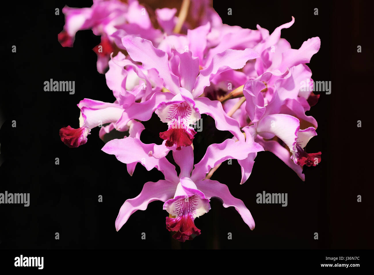 Orchid flower - Orchid Cattleya Stock Photo