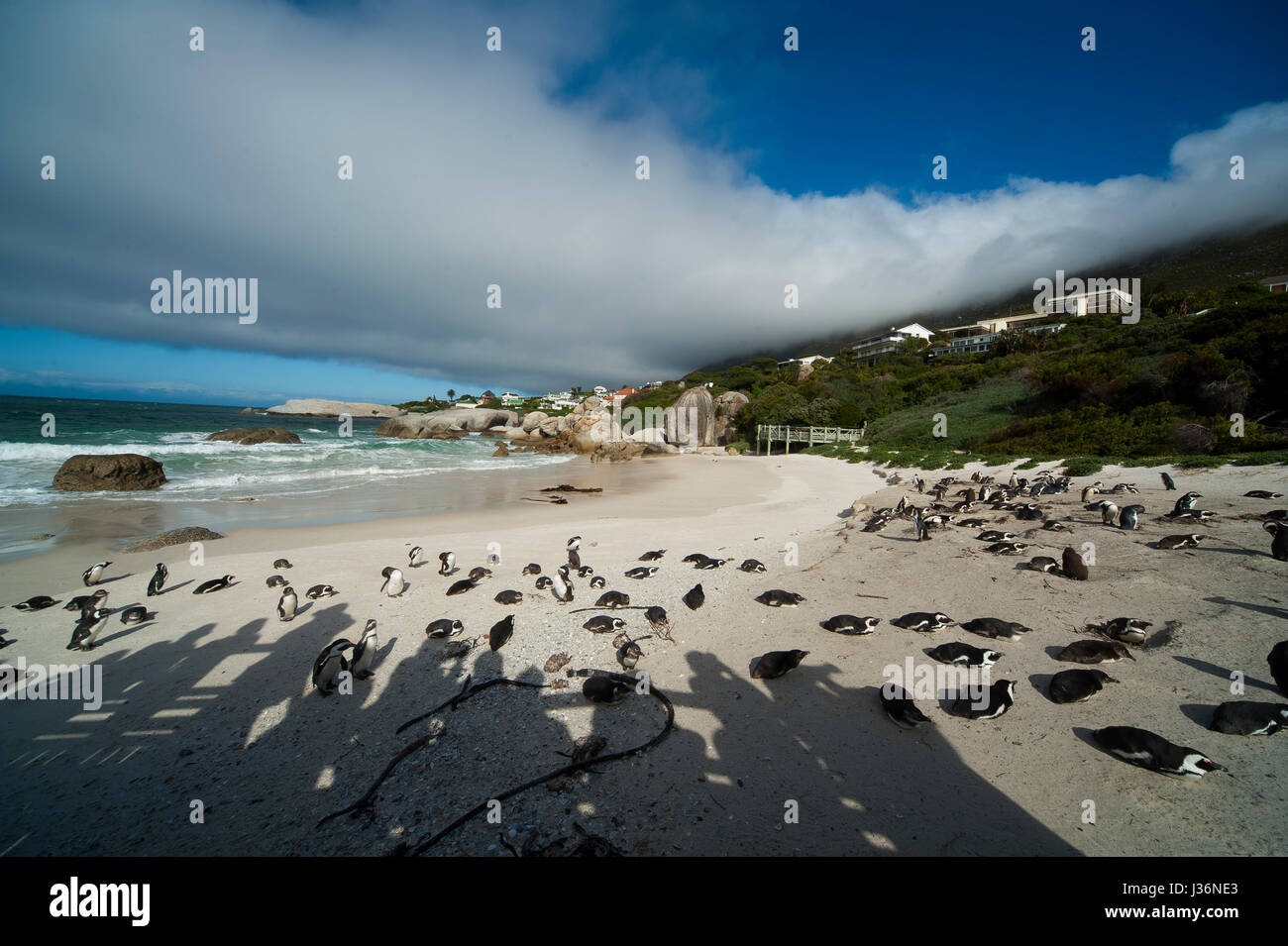 Shadow of tourists watching a penguin Colony at Boulders Beach a great tourist attraction, Cape Town, South Africa Stock Photo