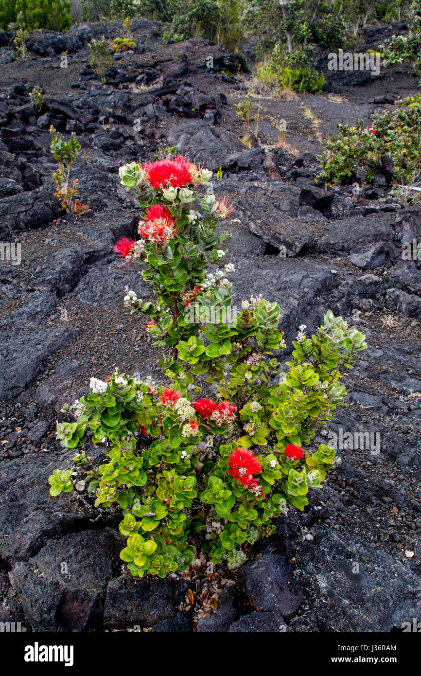 Ohia Lehua, a plant endemic to Hawaii, growing on black lava rocks in the Hawaii Volcanoes National Park on Big Island, Hawaii, USA. Stock Photo