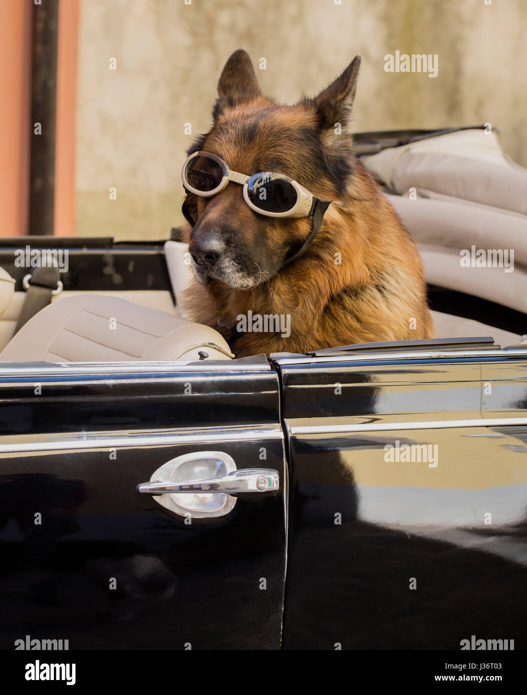 Dog in a car with goggles Stock Photo Alamy