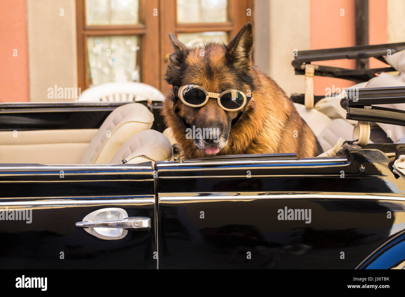 Funny giant dog in a convertible car with goggles Stock Photo Alamy