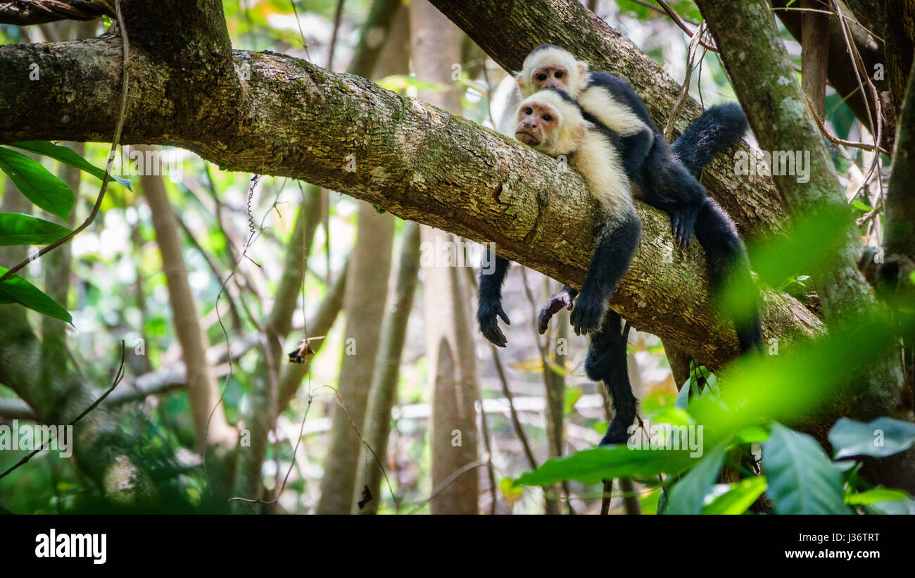 A pair of white faced capuchins on a branch, Costa Rica. Stock Photo