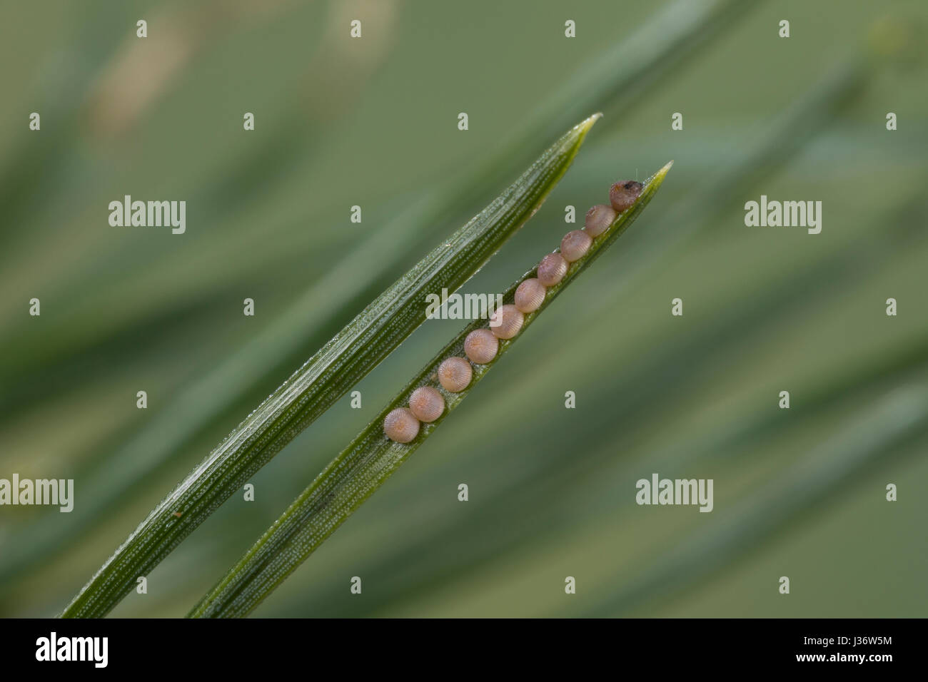 Forleule, Kieferneule, Ei, Eier, Eigelege, Schmetterlingsei, Schmetterlingseier, Panolis flammea, Panolis pipiperda, Panolis griseovariegata, pine bea Stock Photo