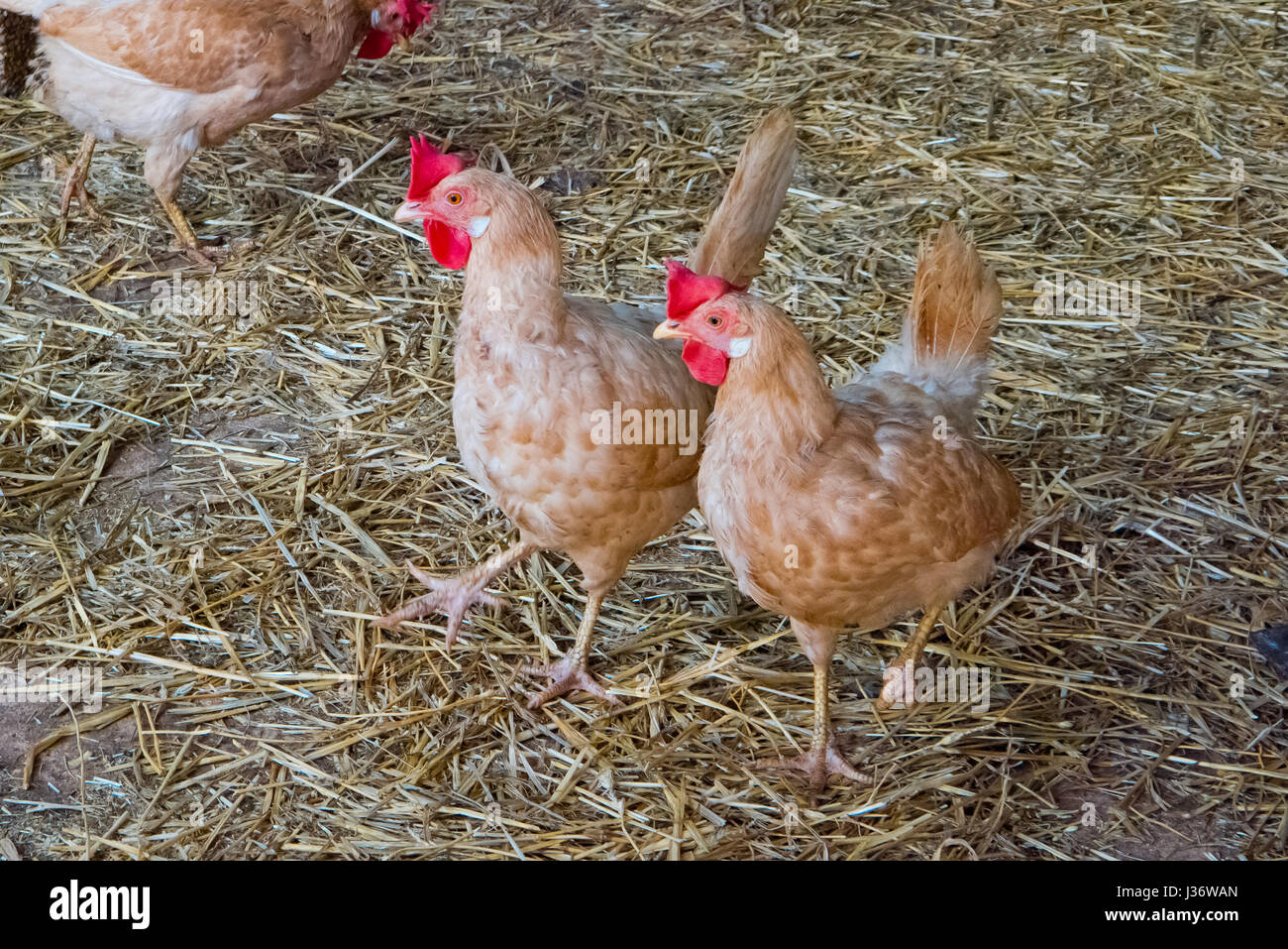 Hens outdoors farm. Stock Photo