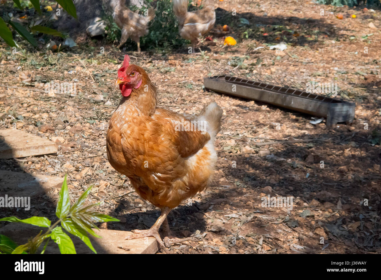 Hens outdoors farm. Stock Photo