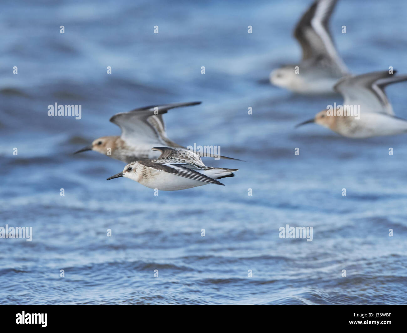 Sanderling in flight, Norfolk, September Stock Photo - Alamy
