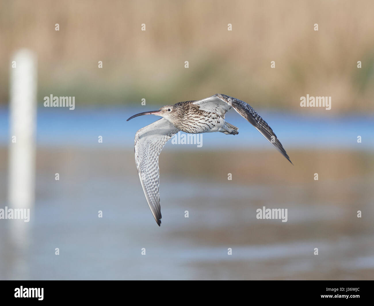 Curlew In Flight Curlew in flight, Suffolk, December Stock Photo - Alamy