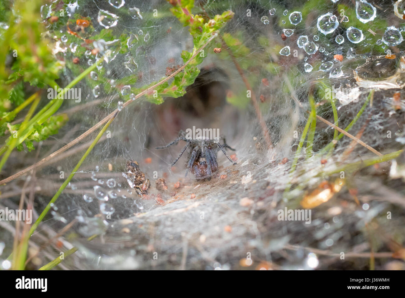 Labyrinth Spider (Agelena labyrinthica) in a rain or dew covered web, showing retreat behind Stock Photo