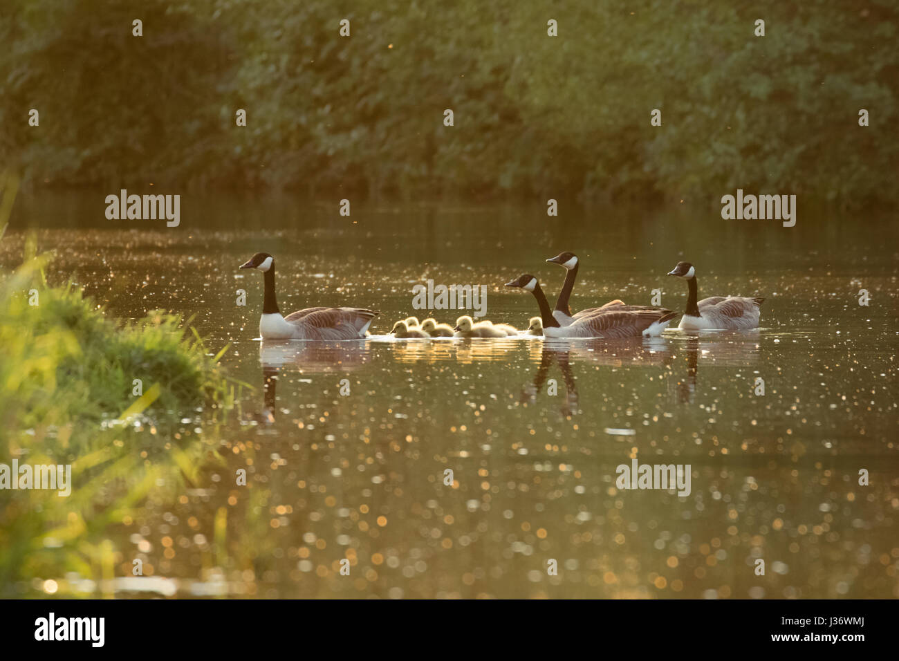 Canada goose geese family (Branta canadensis) with goslings on a river in late evening light Stock Photo