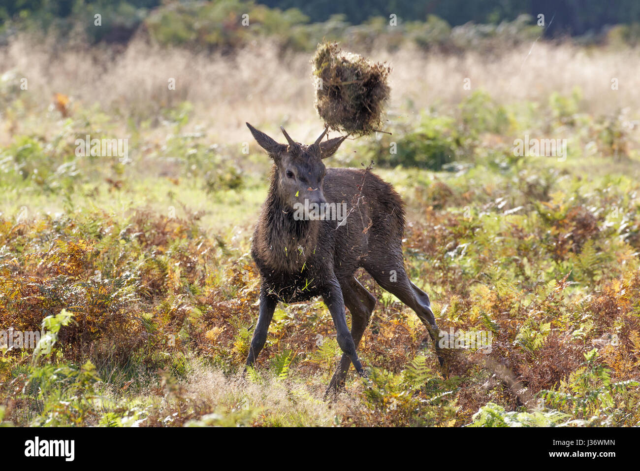 Boisterous Red Deer (Cervus elaphus) yearling or buck tossing a ball of grass in the air with antlers Stock Photo
