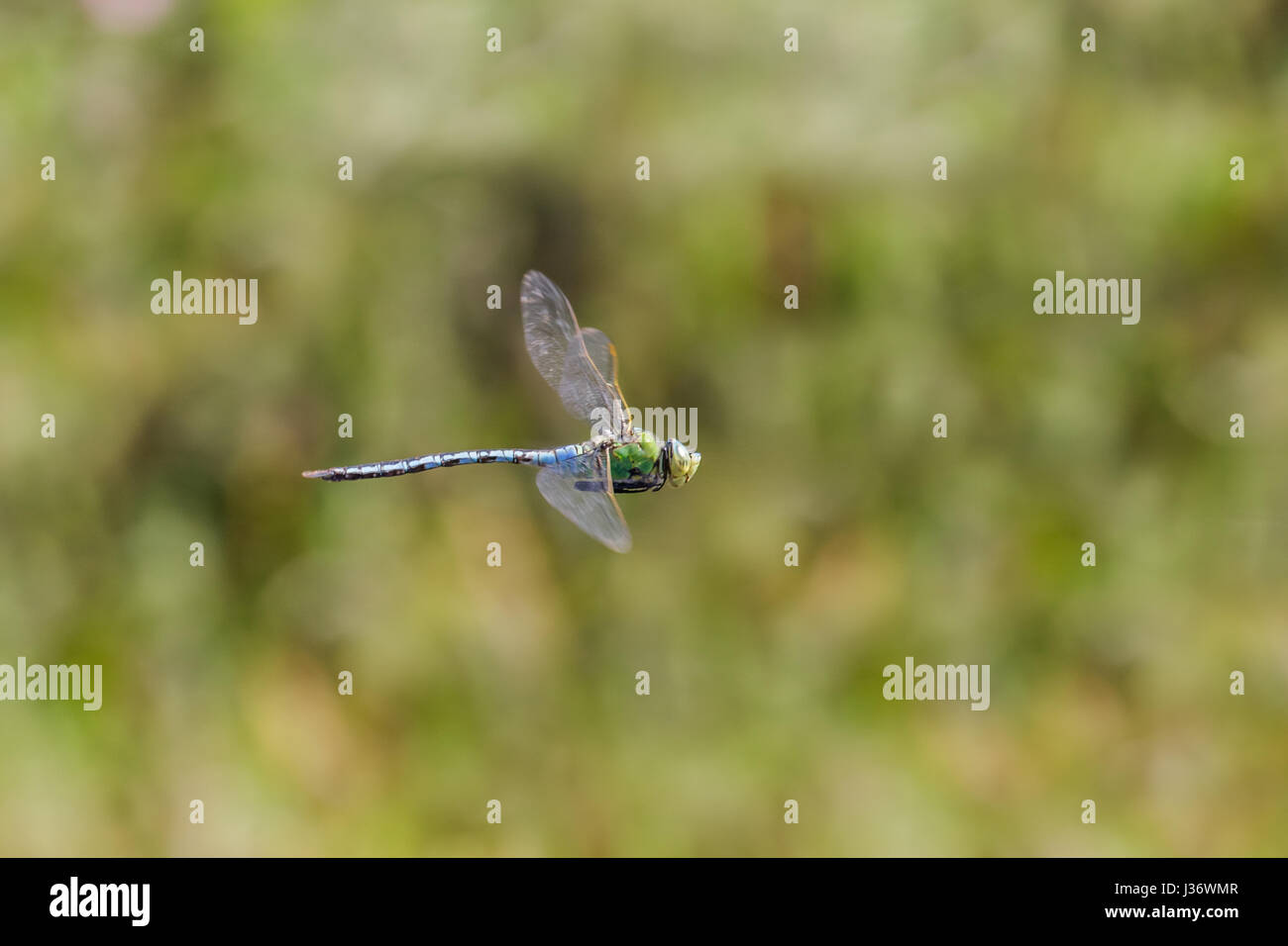 Male Emperor Dragonfly (Anax imperator) hawking and patrolling its territory. Stock Photo