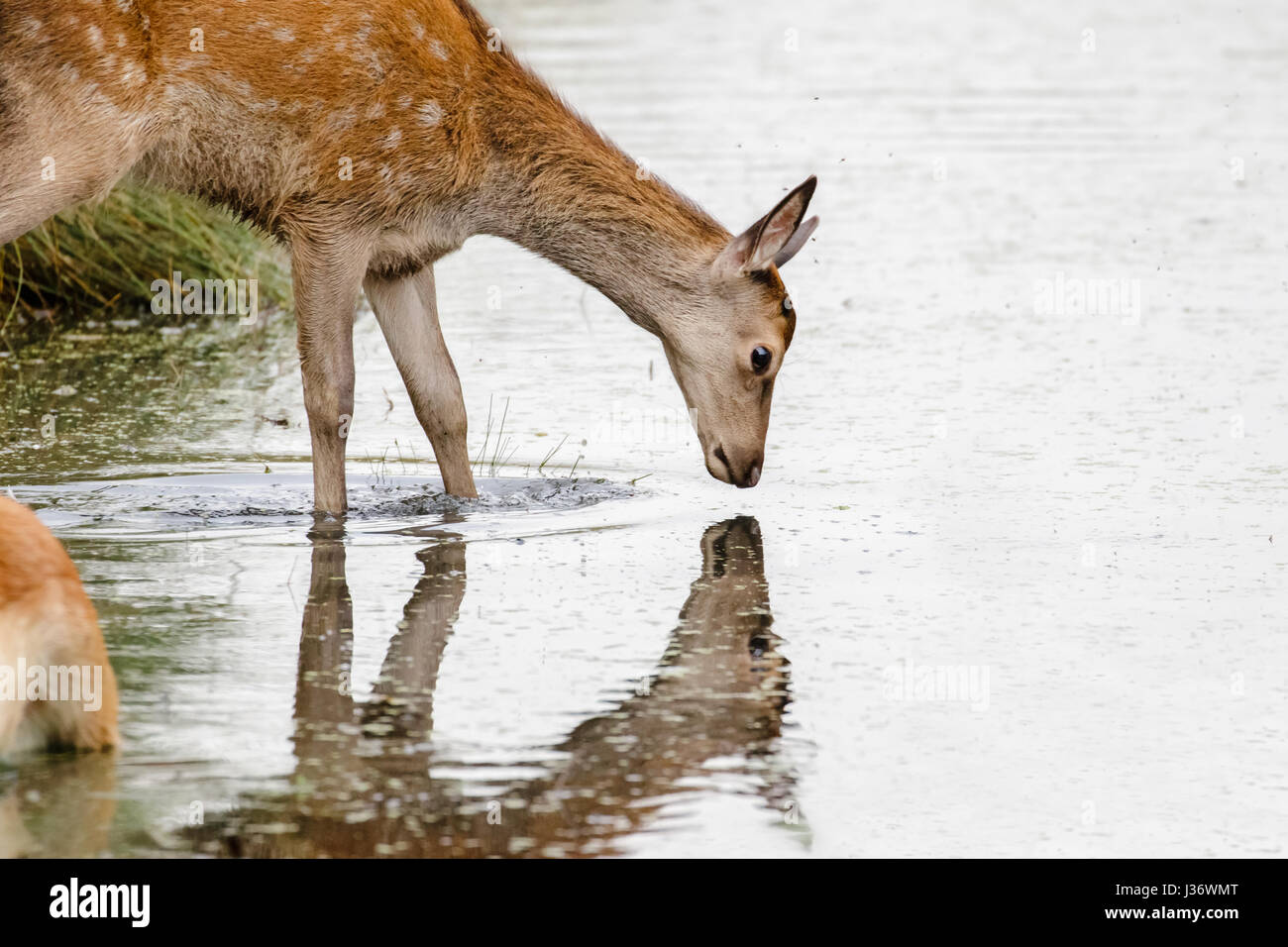Red Deer young calf (Cervus elaphus) drinking and looking into stream or river reflection Stock Photo