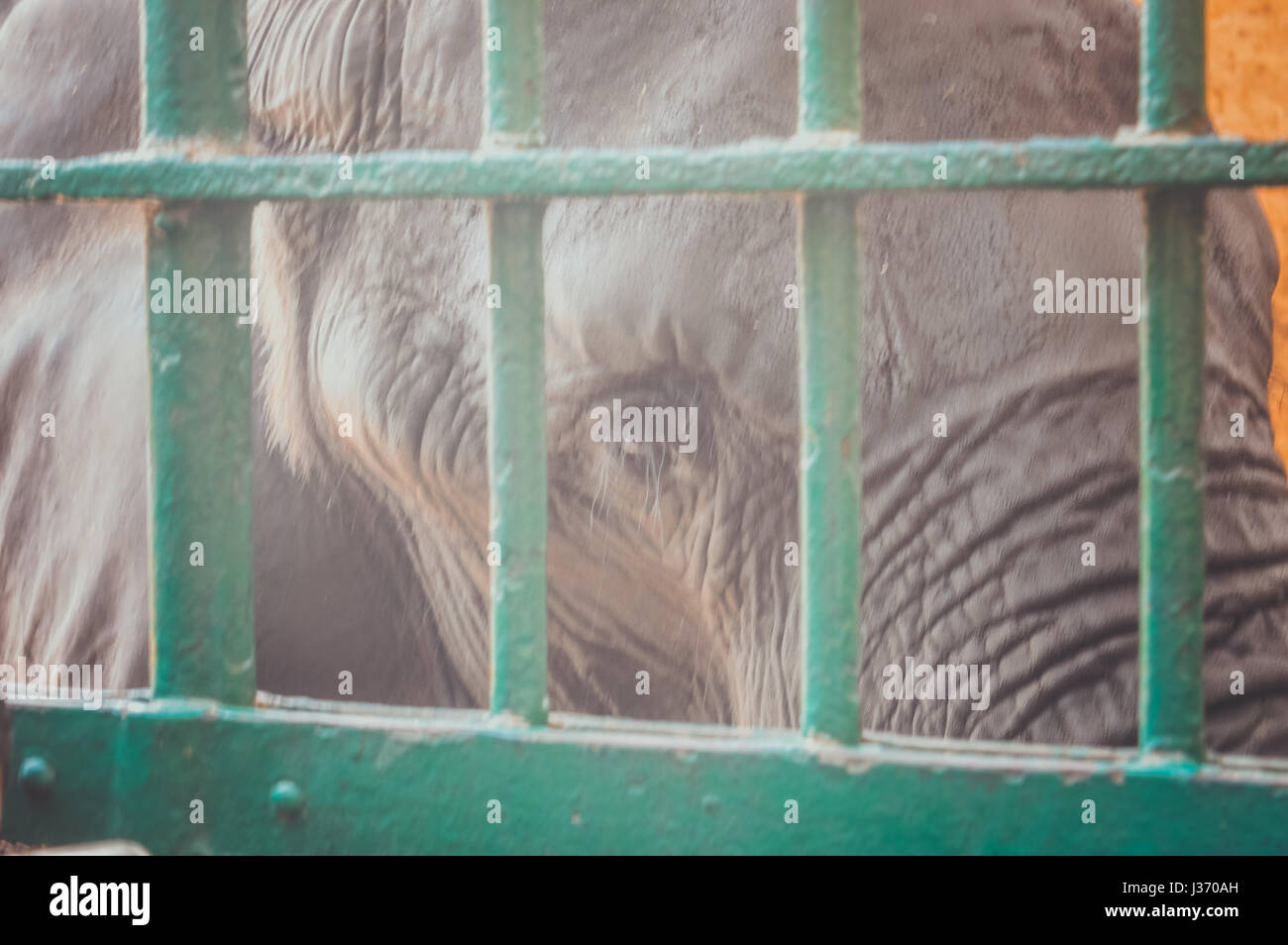 giza, egypt, march 4, 2017: closeup of eye of sad elephant in cage at giza zoo Stock Photo