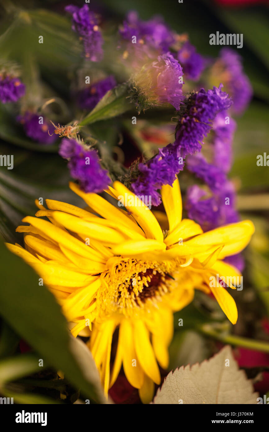 Thrown out wilted flowers Stock Photo Alamy