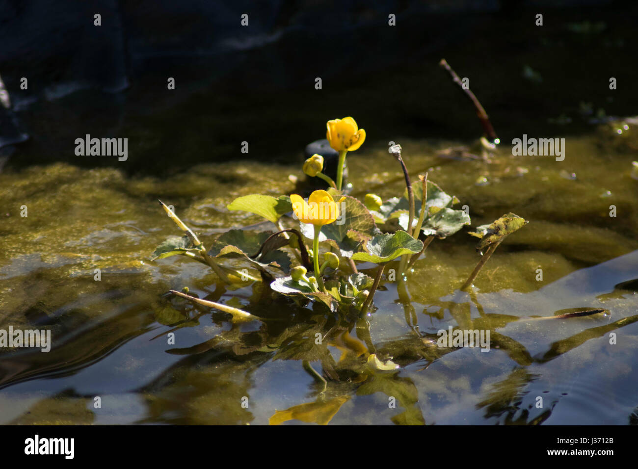 Marsh marigold, British native pond plant Stock Photo Alamy