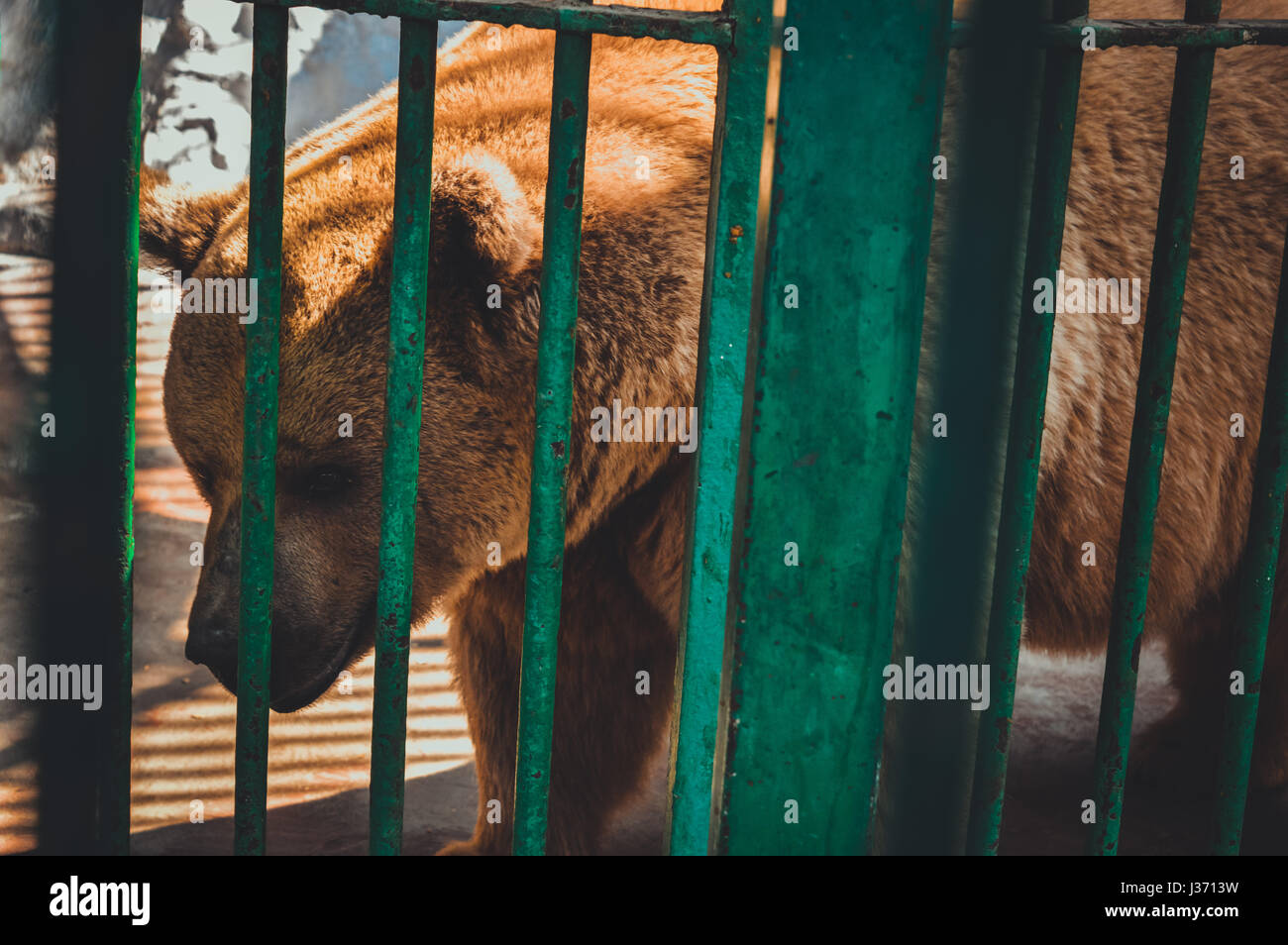 giza, egypt, march 4, 2017: brown bear in cage at giza zoo Stock Photo ...