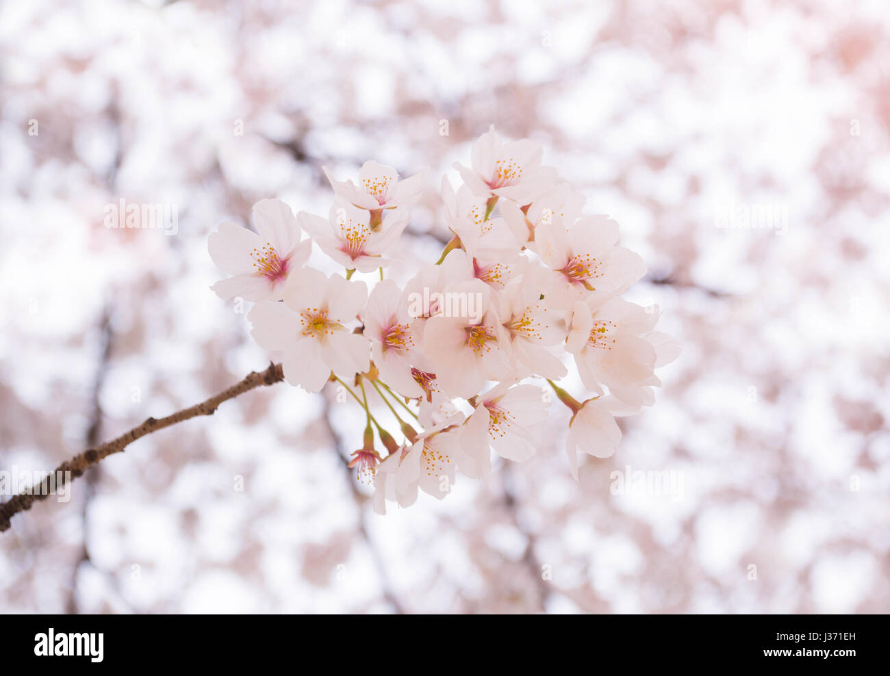 Soft focus on cherry blossom hi-res stock photography and images - Alamy