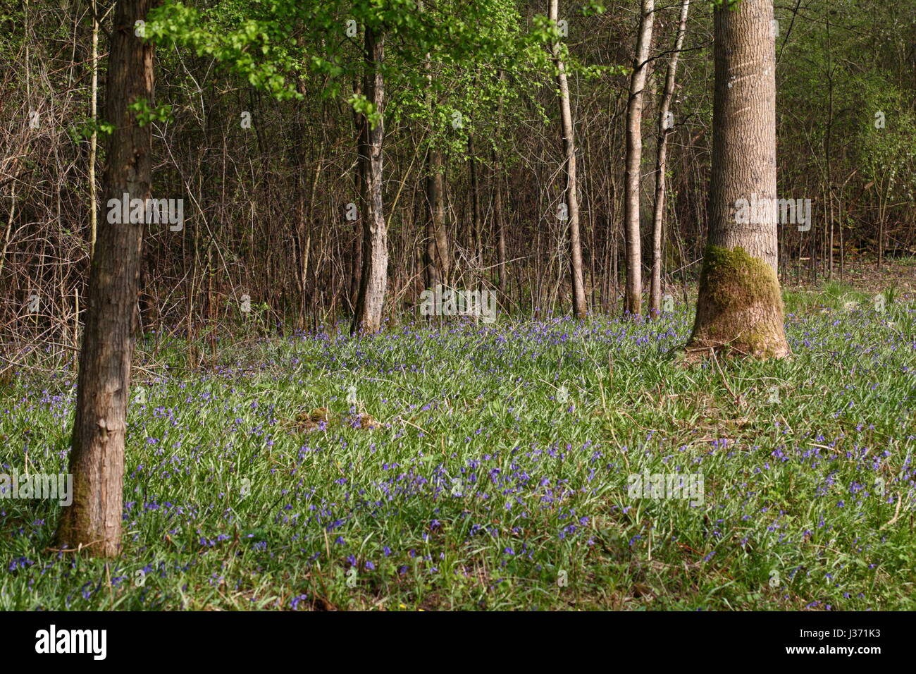 Woodland Bluebell Carpet Stock Photo Alamy