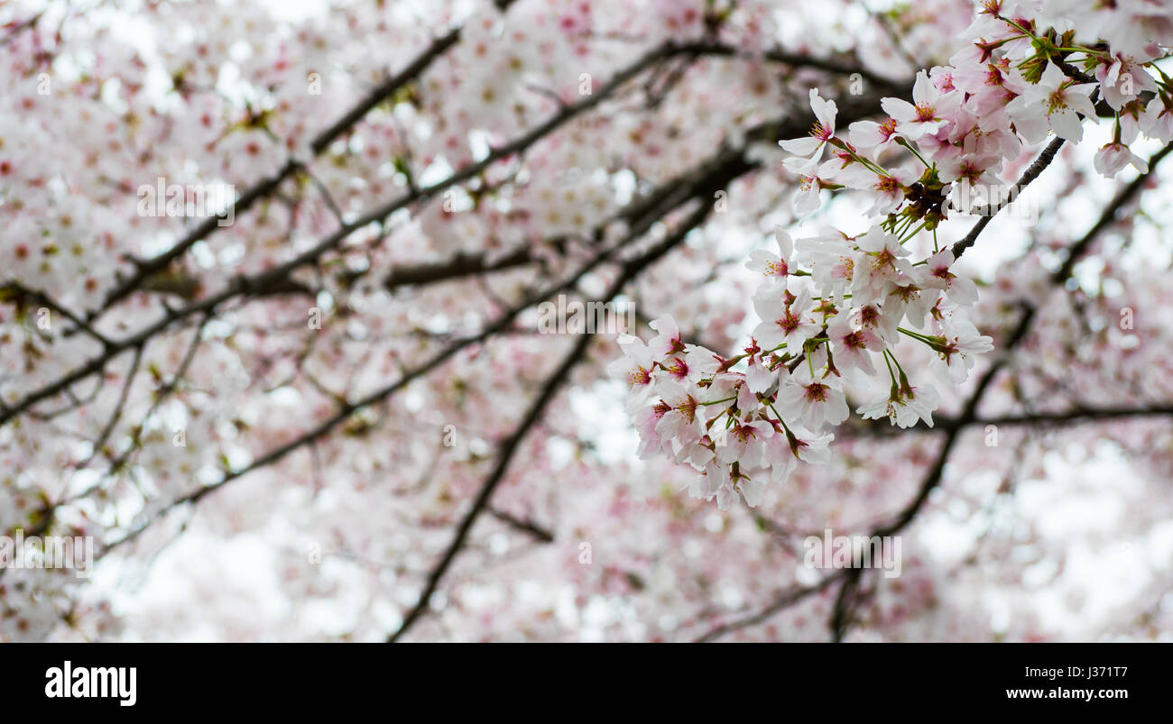 Close - up of Japan Cherry blossom fullbloom in spring season in japan ...