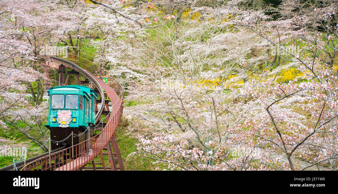 FUNAOKA , JAPAN - APRIL 12, 2017 : A group of tourists use the slope car service up to the view point through the cherry trees in full bloom at Funaok Stock Photo