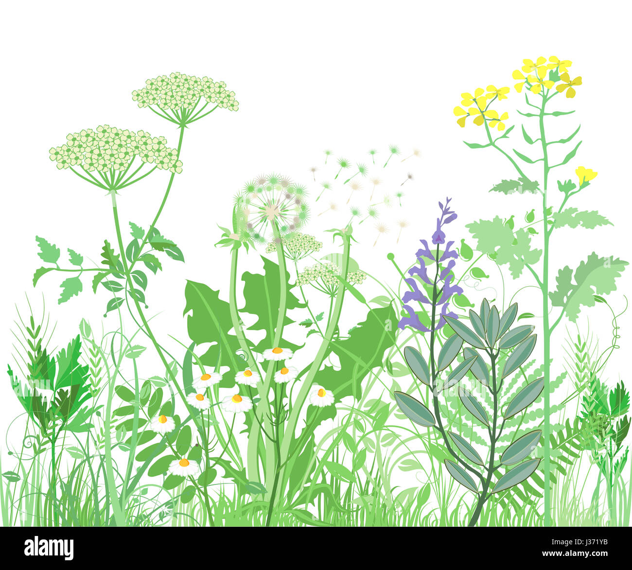 Herbs and wild flowers. Botanical Illustration Stock Photo