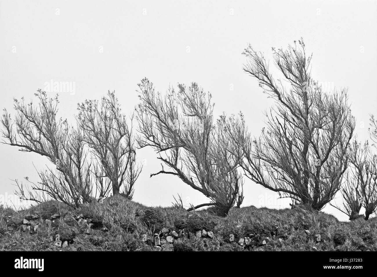 Windswept Trees In Black And White Stock Photo