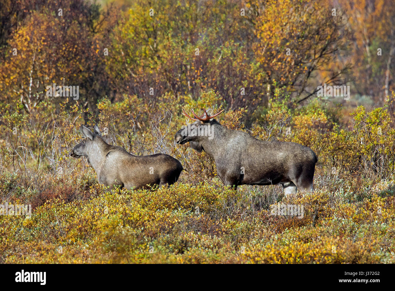 Moose (Alces alces) young bull and juvenile male foraging in moorland in autumn, Scandinavia Stock Photo