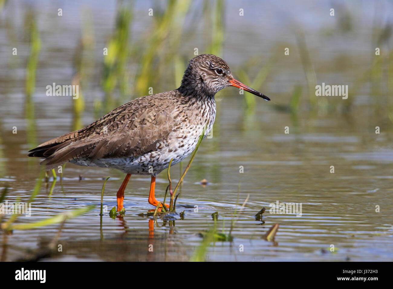 Common redshank (Tringa totanus) foraging in shallow water of wetland Stock Photo