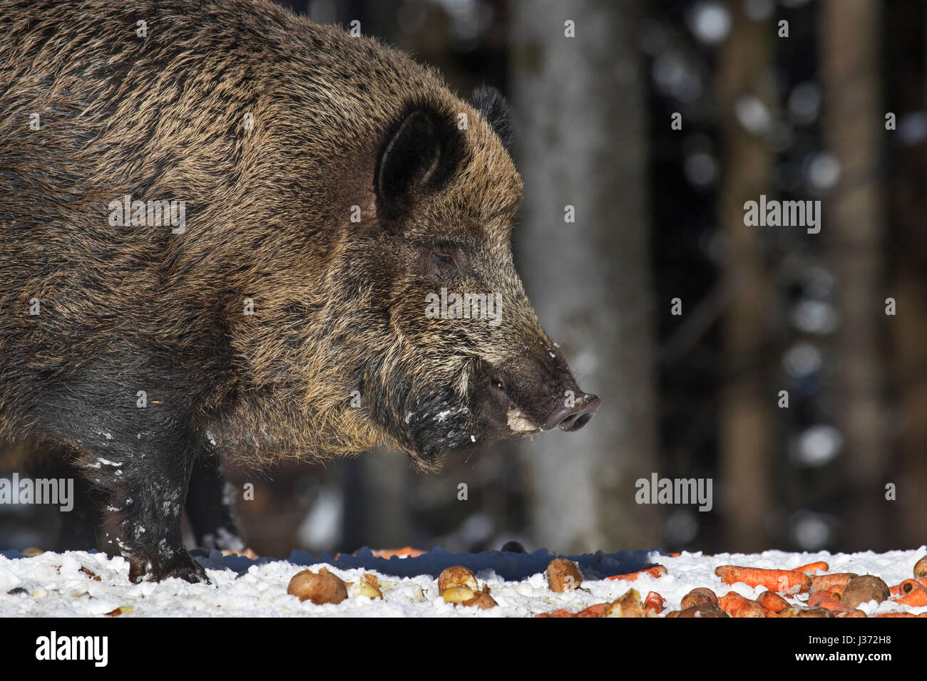Wild boar (Sus scrofa) eating potatoes and carrots at feeding station in forest in the snow in winter Stock Photo
