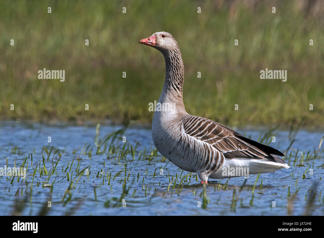 Greylag goose / graylag goose (Anser anser) foraging in shallow water of pond Stock Photo