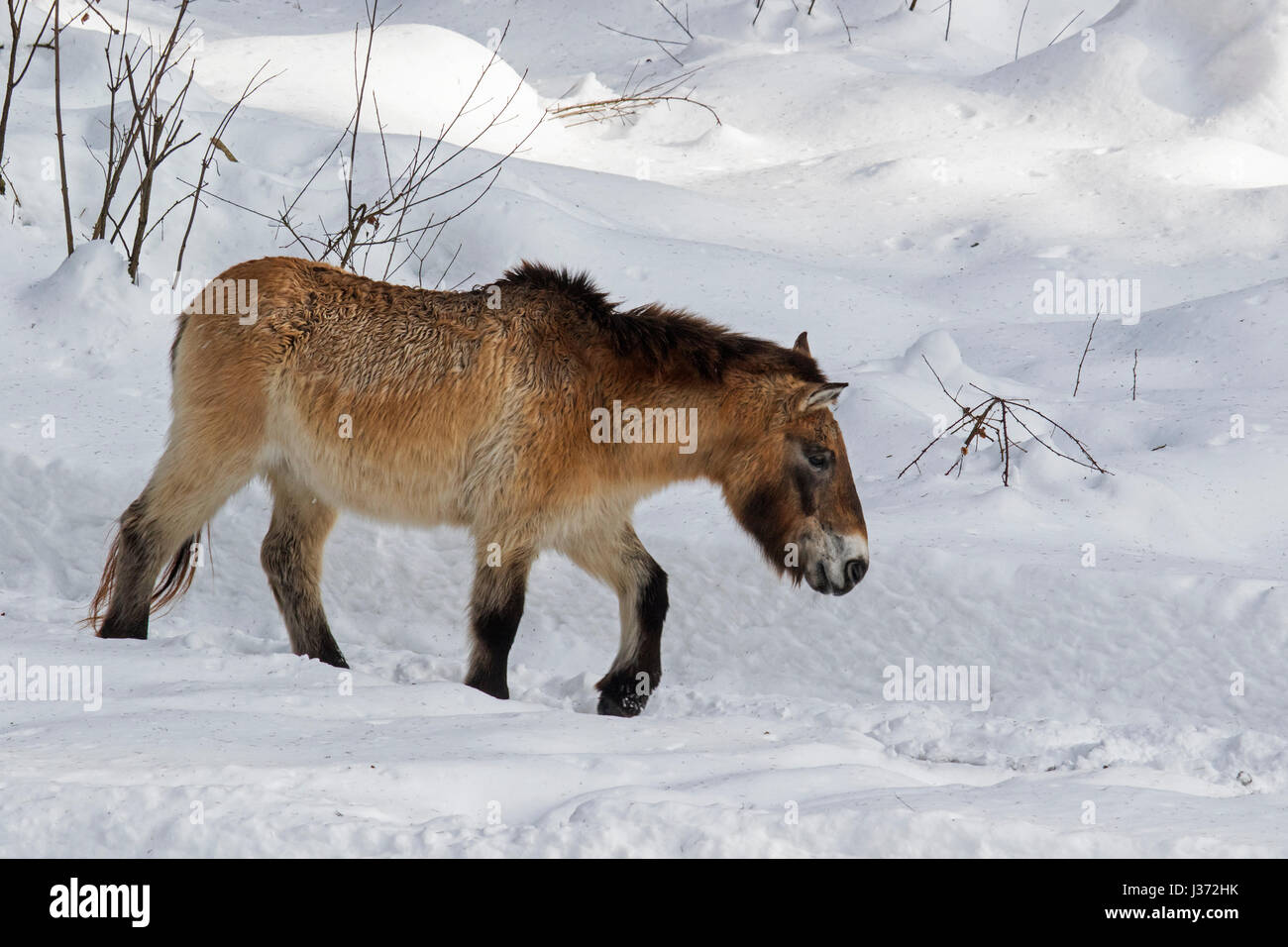 Przewalski horse (Equus ferus przewalskii) native to the steppes of Mongolia, central Asia in the snow in winter Stock Photo