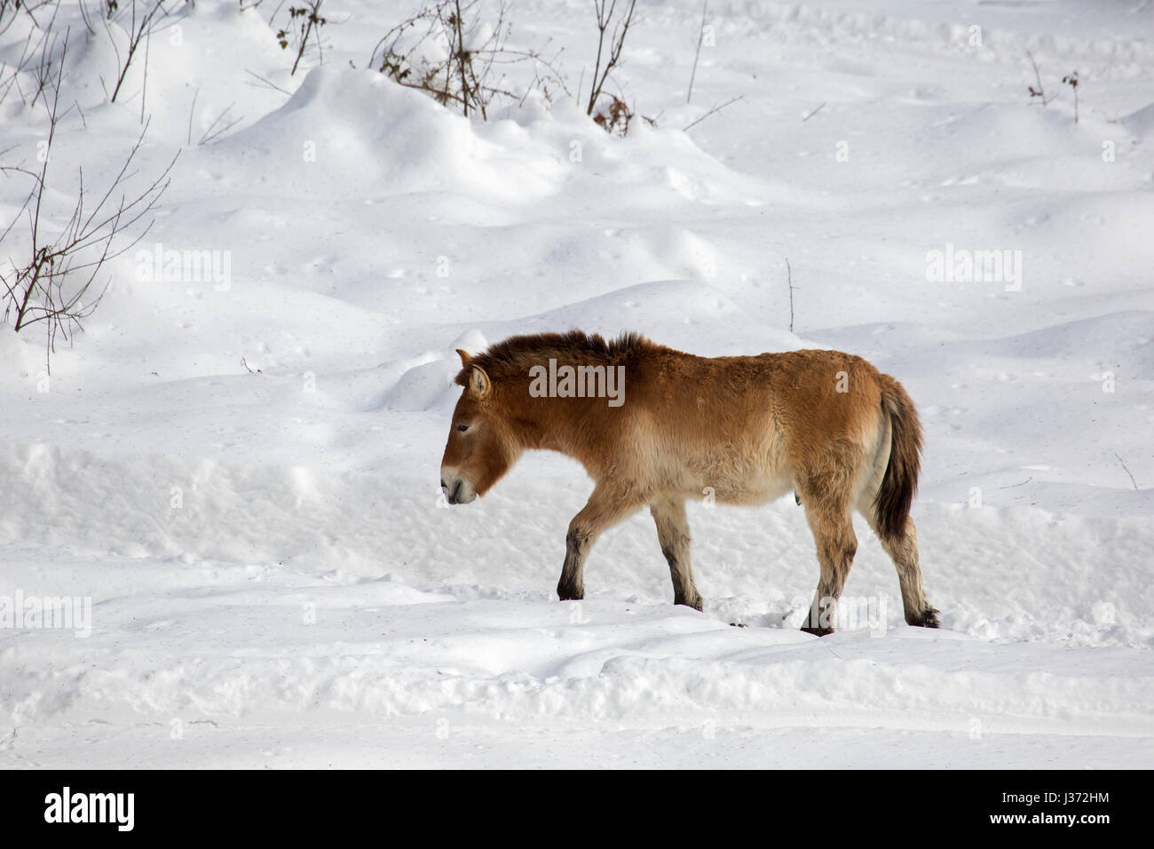 Przewalski horse (Equus ferus przewalskii) native to the steppes of Mongolia, central Asia in the snow in winter Stock Photo