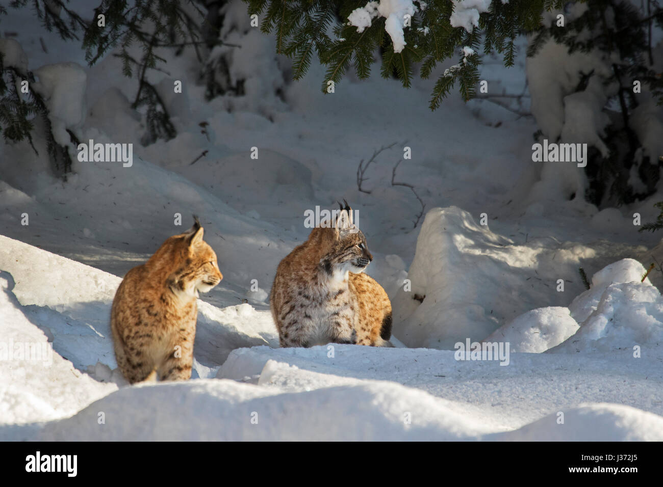 Two juvenile Eurasian lynxes (Lynx lynx) hunting in the snow in winter Stock Photo
